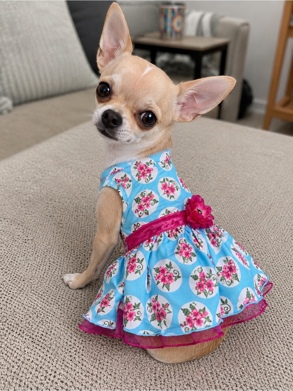 Blue Floral Pet Dress with Pink Accents